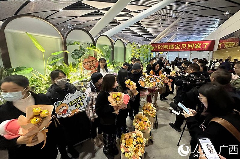 广西“小砂糖橘”受到广泛关注。人民网 雷琦竣摄